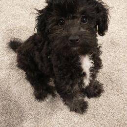 Poodle and Yorkshire Terrier Puppies from Winchester's Magic Yorkipoos & Poodles
