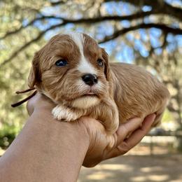 Cotija - Apricot female Cavapoo puppy in Palm Beach County, Florida from Benji’s Cockapoos