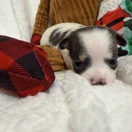 Danny - Black and white male Chihuahua puppy in Amity, Pennsylvania from Rhoda and Verna