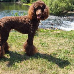 Poodle Puppies from My Buddies Puppies