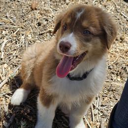 Hermione Granger - Red tri-color female Australian Shepherd puppy in Tehachapi, California from Boundless Joy Aussies