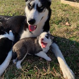 Siberian Husky Puppies from Texas Siberian Husky Kennels