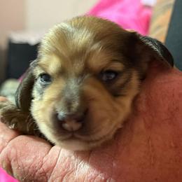 Boy 1 - Cream male Dachshund puppy in Palm Coast, Florida from Michelle’s Mini Dachshunds