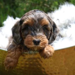 Bobby - Sable male Aussiedoodle puppy in Missouri from Husky Hill Kennel