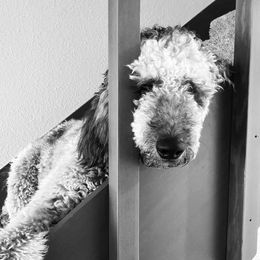 Pepper - Goldendoodle