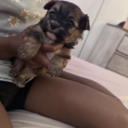 Girl 1 - Chocolate, tan and white Yorkshire Terrier puppy in Maryland from Colorful Yorkies
