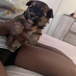 Girl 1 - Chocolate, tan and white Yorkshire Terrier puppy in Maryland from Colorful Yorkies
