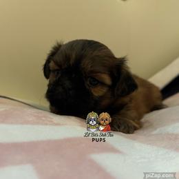 Annie - Gold female Shih Tzu puppy in Walkertown, North Carolina from Lil’ Bit’s Shih Tzu