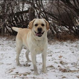 Labrador Retriever All Grown Up from Hayden Creek Labs