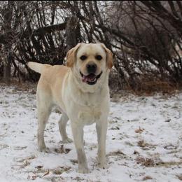 Labrador Retriever All Grown Up from Hayden Creek Labs