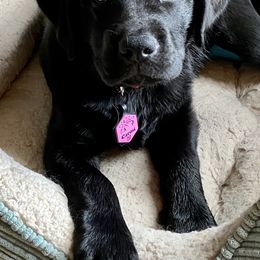 Labrador Retrievers from Black Hawk Labradors