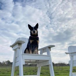 Australian Cattle Dog puppies from DCR Working ACDs & Kelpies