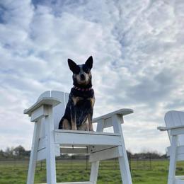 Australian Cattle Dog puppies from DCR Working ACDs & Kelpies