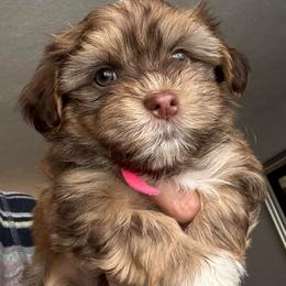 Pink Girl - Red female Havanese puppy in Walpole, Massachusetts from Golden Glen Havanese