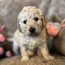 Twix - Cream male Goldendoodle puppy in Richmond, Texas from Harper’s Heartbeats