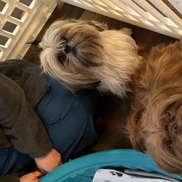 Shih Tzus from Shannon’s Sweet and Sassy Shih Tzu’s