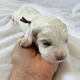 Mario - Buff male Cockapoo puppy in Adrian, Oregon from ApplebyFarm