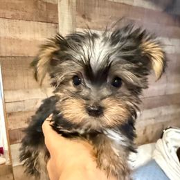BGB ORANGE BOY - Black and gold male Yorkshire Terrier puppy in Blythe, California from California AKC Maltese & Yorkies