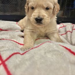 Dancer - Light golden female Golden Retriever puppy in Wiley Ford, West Virginia from Shady Hill Acres Golden Retrievers