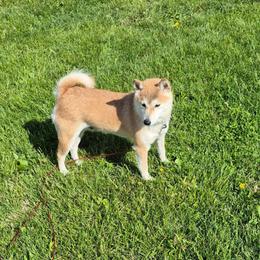 Tansy - Shiba Inu