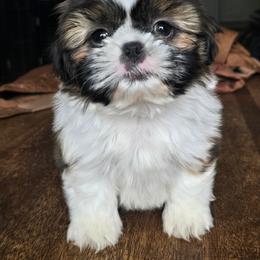 Mia - Brindle female Shih Tzu puppy in Stroudsburg, Pennsylvania from Puppyville Pa Shih Tzu & frenchies