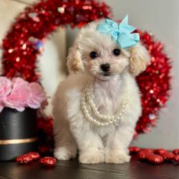 Poodle puppies from Deerly Poodles