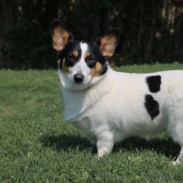 Moo - Pembroke Welsh Corgi