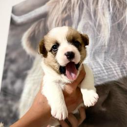 Dolly - Red female Pembroke Welsh Corgi puppy in Tucson, Arizona from Soqui Ortiz Cattle Ranch