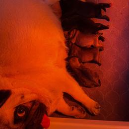Fawn girl 1 - Fawn female Pug puppy in Jamesville, North Carolina from Price Kennels
