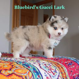 Pomsky Puppies from Bluebird House of Pomsky