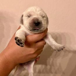 Male Pick 1 - Light golden male Golden Retriever puppy in Litchfield Park, Arizona from Phoenix Golden Retriever & Biewer Terriers