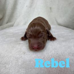 Rebel - Chocolate male Labrador Retriever puppy in Lucasville, Ohio from Backwoods Labradors