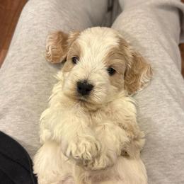 Thyme - Red roan male Cockapoo puppy in Colorado Springs, Colorado from Colorado Cockapoos