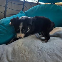 Will - Black tri-color male Australian Shepherd puppy in Copperas Cove, Texas from Hidden Leaf Aussies