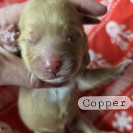 Copper - male Cavapoochon puppy in Bullard, Texas from Cavapoochon Central LLC