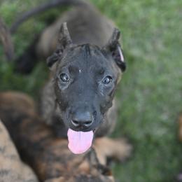 Ashley Rose - Tiger female Perro de Presa Canario puppy in Tickfaw, Louisiana from La Fundación K-9