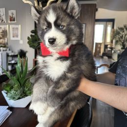 Arrow - Siberian Husky puppy from Wolves with Amor