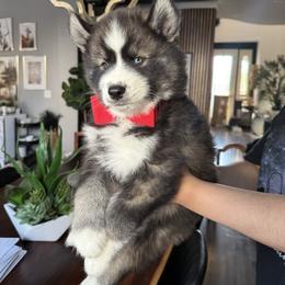 Arrow - Siberian Husky puppy from Wolves with Amor