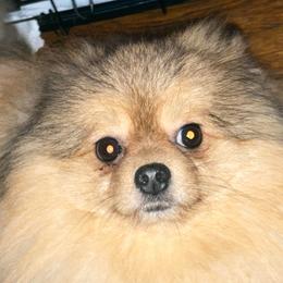 Jupiter - Pomeranian
