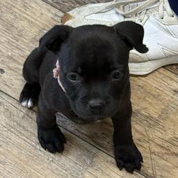 Ms. Pink - Black female Staffordshire Bull Terrier puppy in Montgomery, Texas from KnowJokes Staffordshire Bull Terriers
