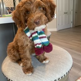 Rocket “Maverick” - Goldendoodle