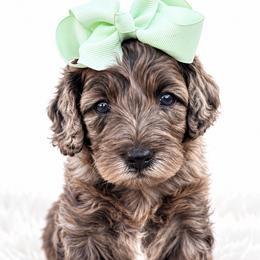 Cockapoo puppies from Cactus Doods