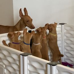 Cirneco dell’Etna Puppies from Ember Hill Cirnechi