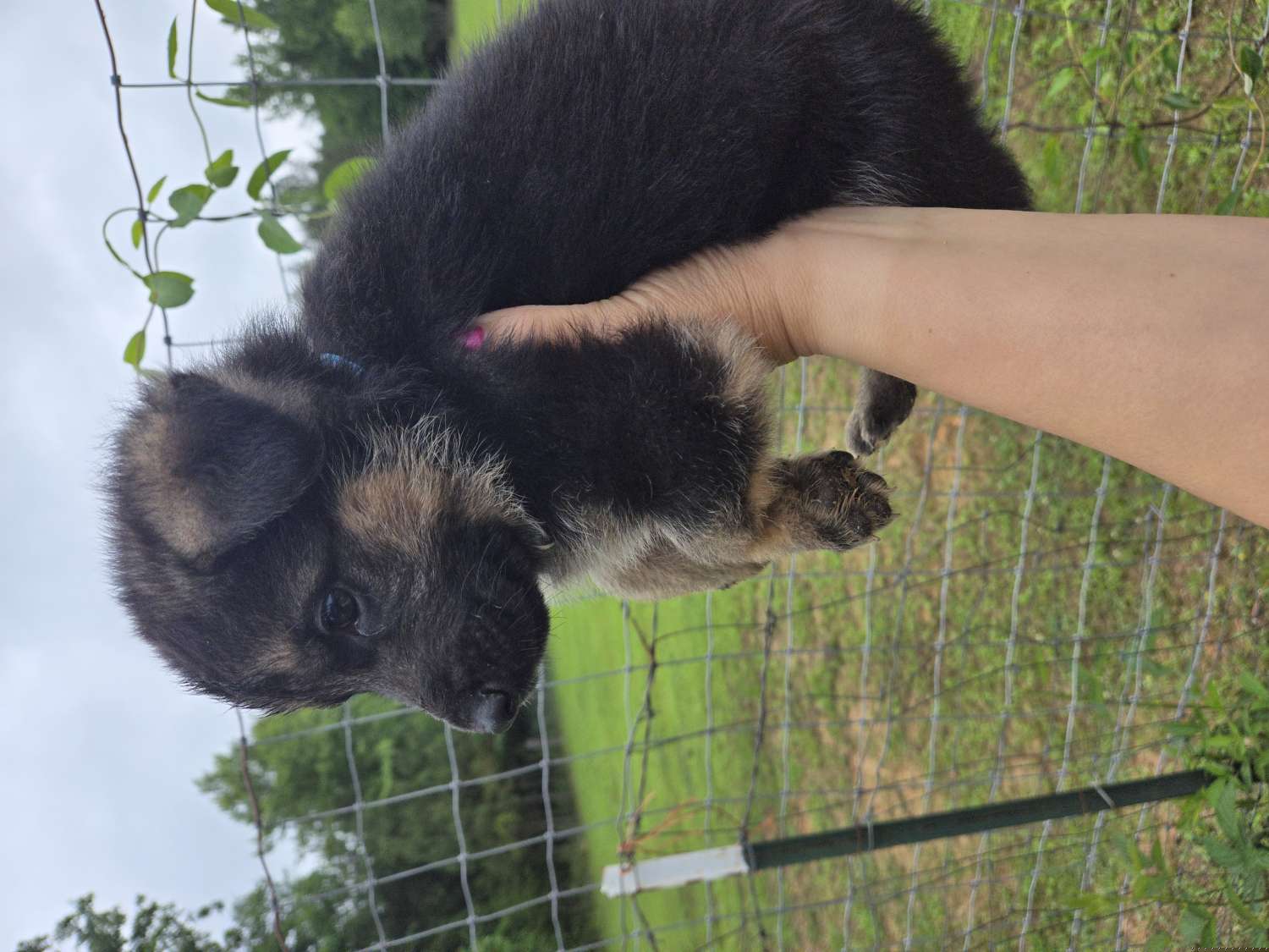 #1 blue collar - Black and tan German Shepherd puppy in Berry, Alabama from Whisper Gray