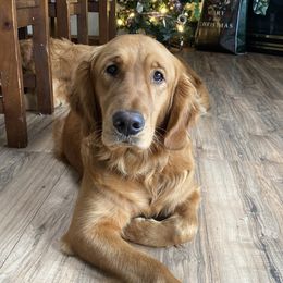 Moana - Golden Retriever