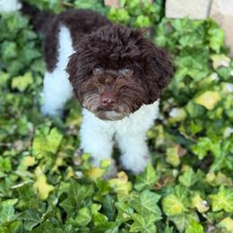 Milo - Parti male Goldendoodle puppy in Waterford, California from Alvdoodles