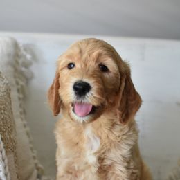 Goldendoodle Puppies from Edge Farm Goldendoodles