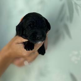 Holmes - Black male Goldendoodle puppy in Pleasant Grove, Utah from Canterbury Canines
