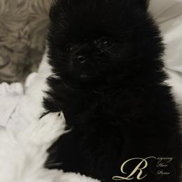 Pomeranian Puppies from Silver’s Reigning Heir Poms