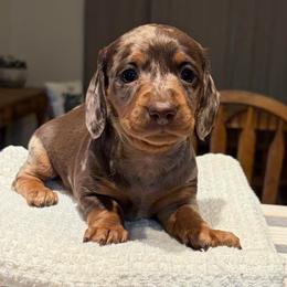 Brittany - Dapple female Dachshund puppy in Olathe, Colorado from Rocking LJ Breeding
